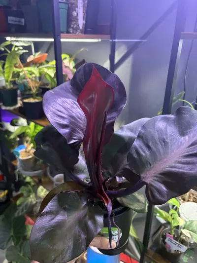 plant/Red Heart Philodendron-0-thumbnail