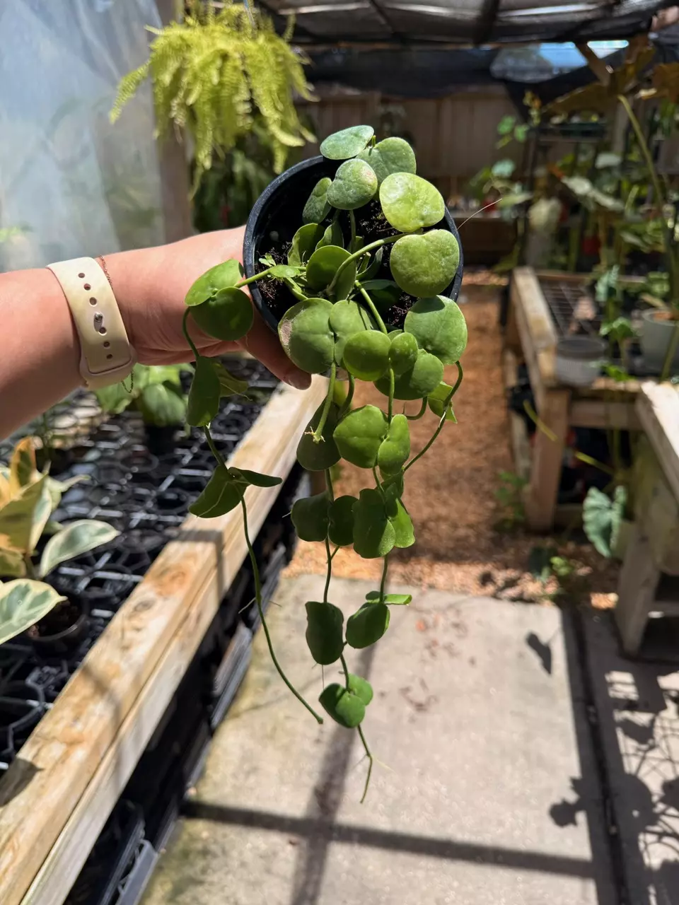 plant/Dischidia platyphylla 4”-0