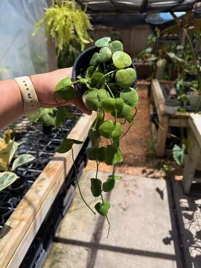 plant/Dischidia platyphylla 4”-0-thumbnail