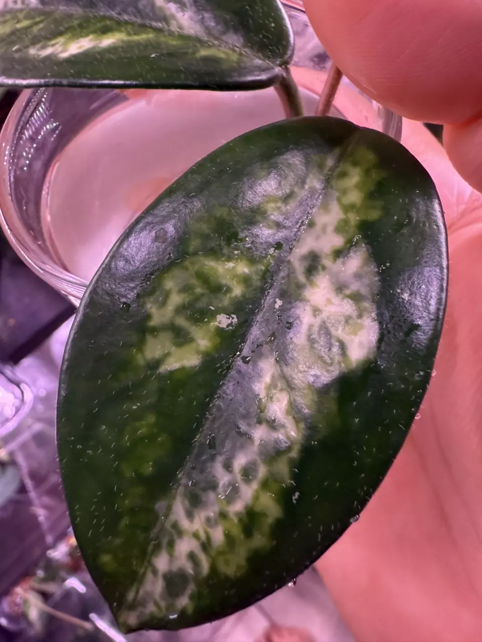 plant/Madara Green Edge unrooted cutting-1