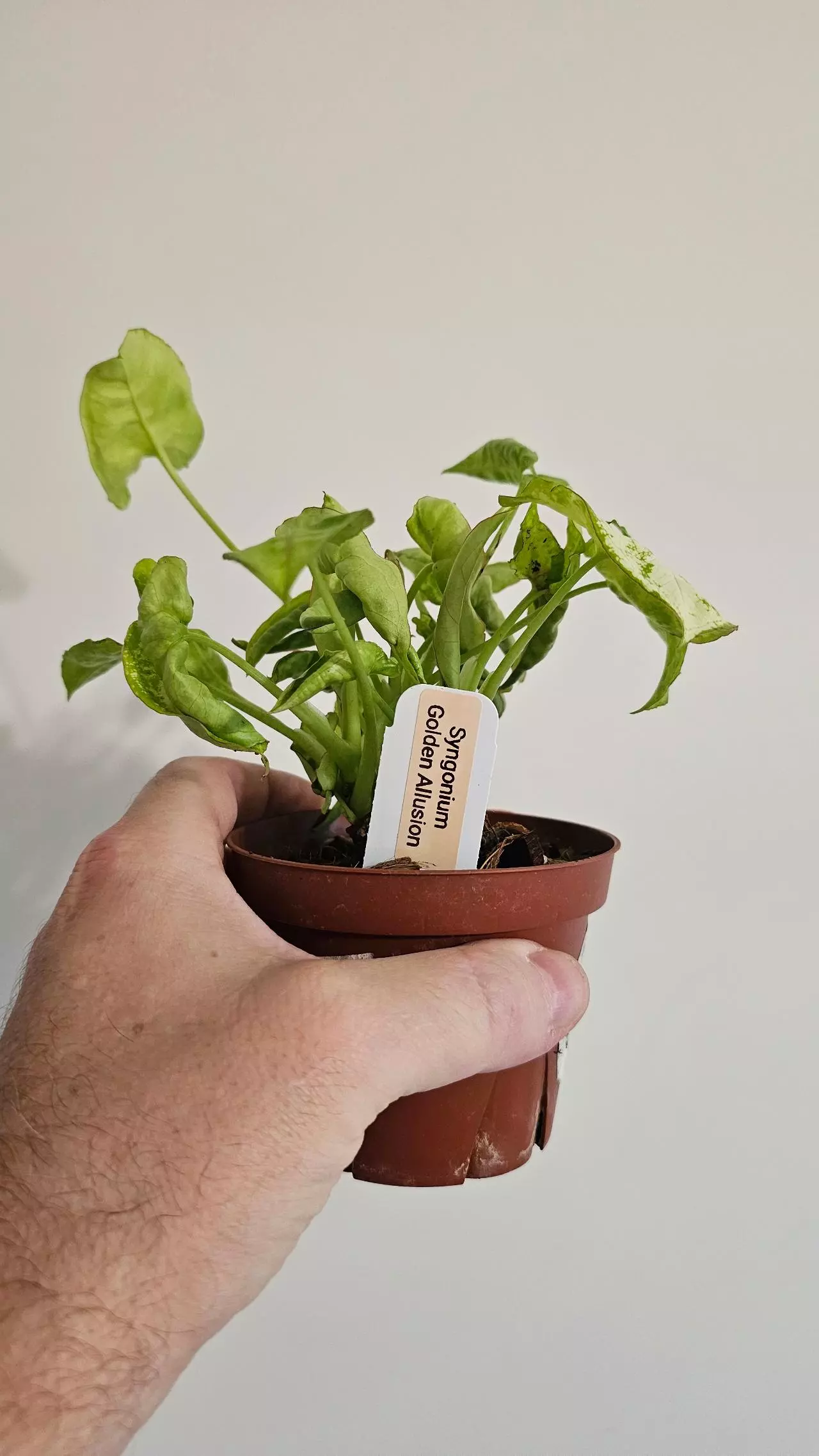 plant/Syngonium Golden Allusion-3