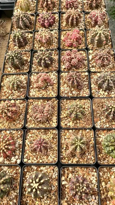 plant/Gymnocalycium "T-Rex" 2.5" pot-0-thumbnail
