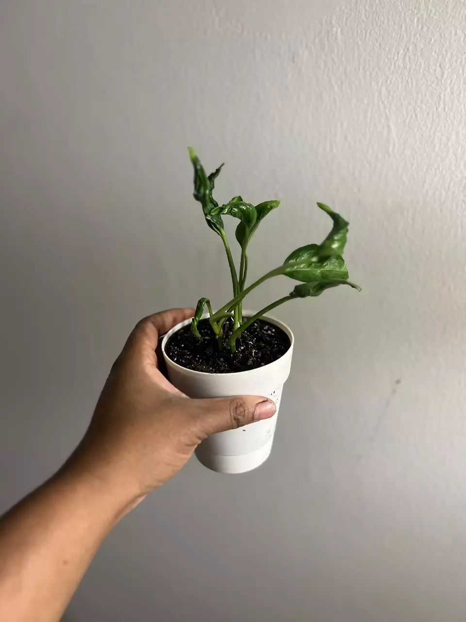 plant/Shangri-La Pothos Rooted Cuttings (Pot not included)-0