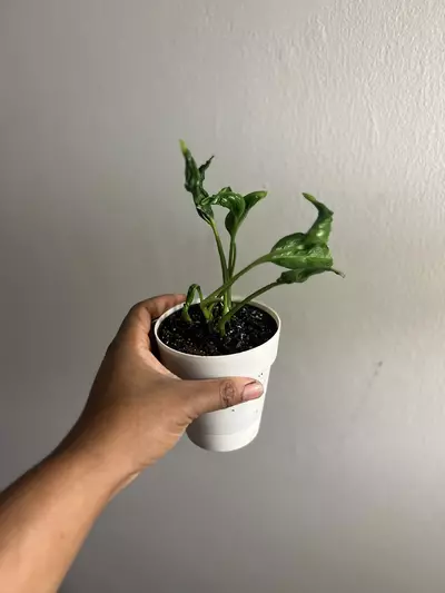 plant/Shangri-La Pothos Rooted Cuttings (Pot not included)-0-thumbnail