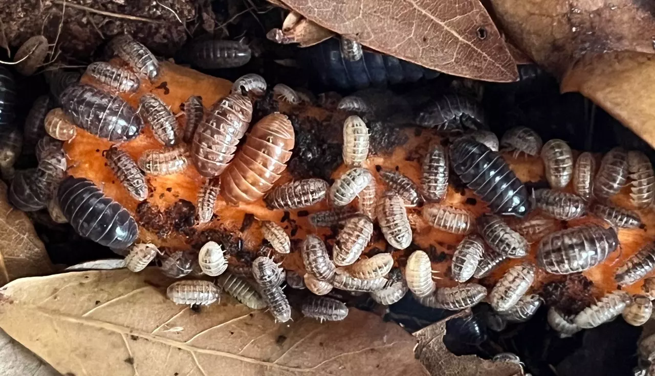 plant/Armadillidium SP.  “Punta Cana” Isopods 10 count-0