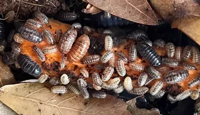 plant/Armadillidium SP.  “Punta Cana” Isopods 10 count-0-thumbnail