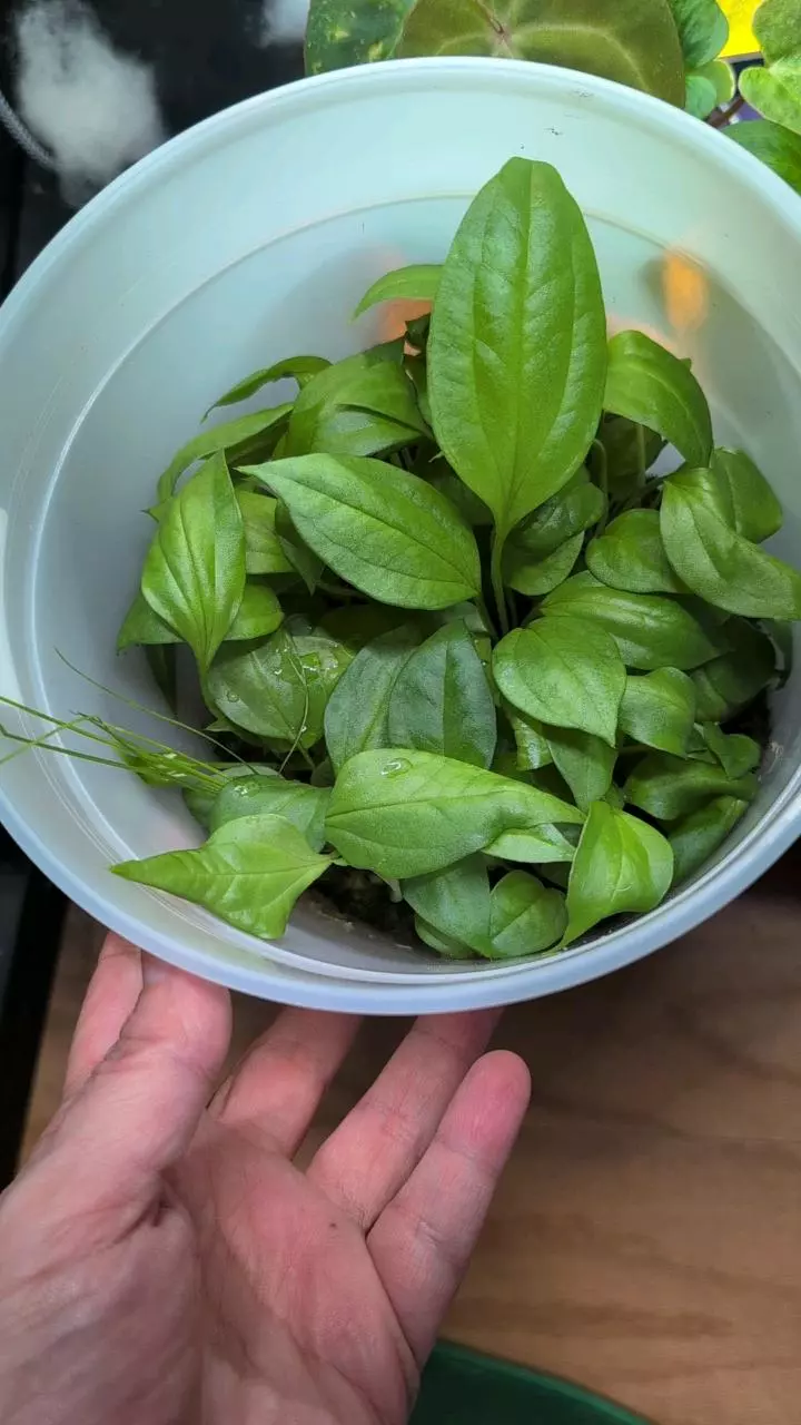 plant/Anthurium Acaule-0