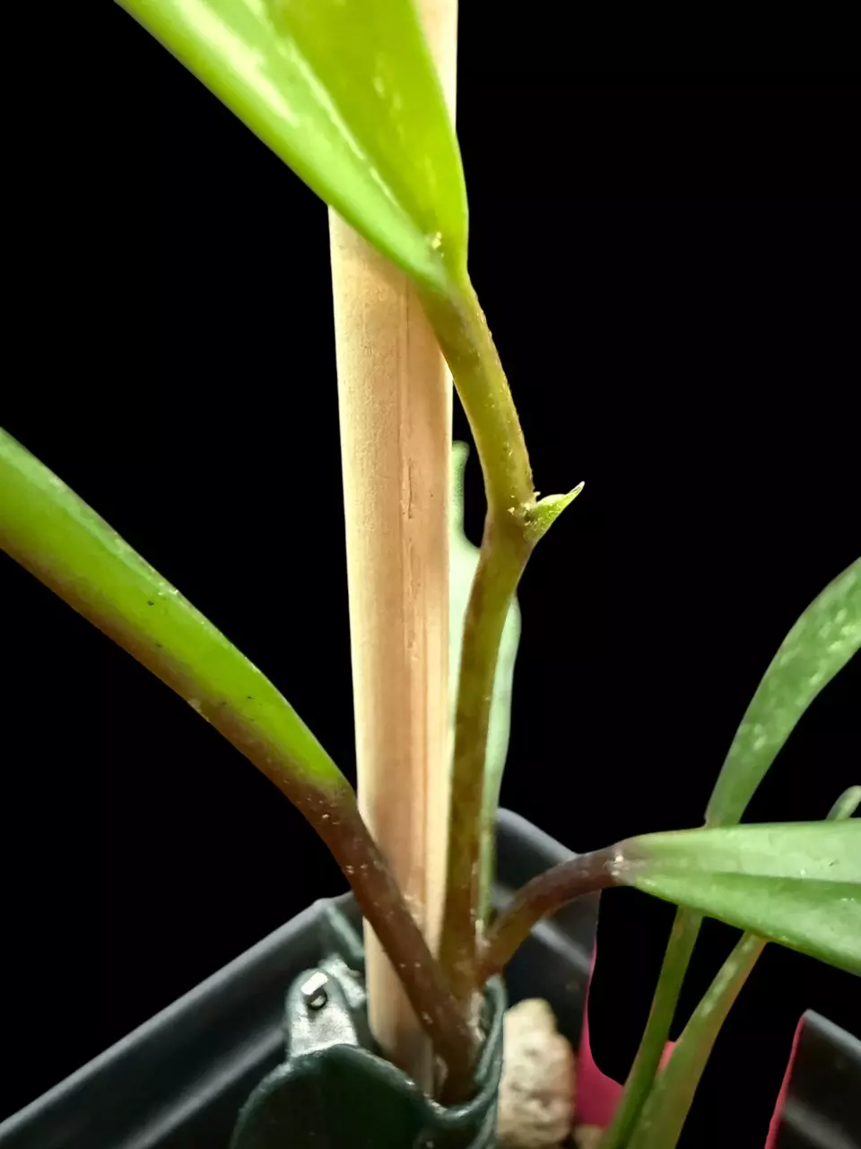plant/Hoya Pubicalyx “Royal Hawaiian Purple” 0014-1