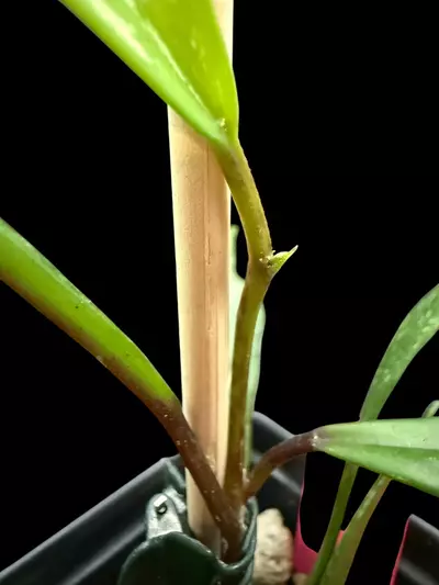 plant/Hoya Pubicalyx “Royal Hawaiian Purple” 0014-1-thumbnail