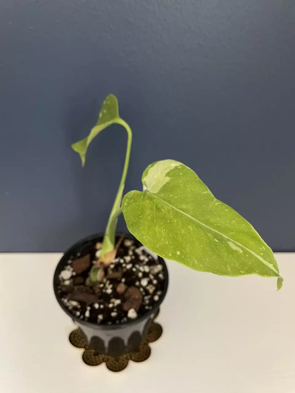 plant/Monstera Thai constellation tricolor-0