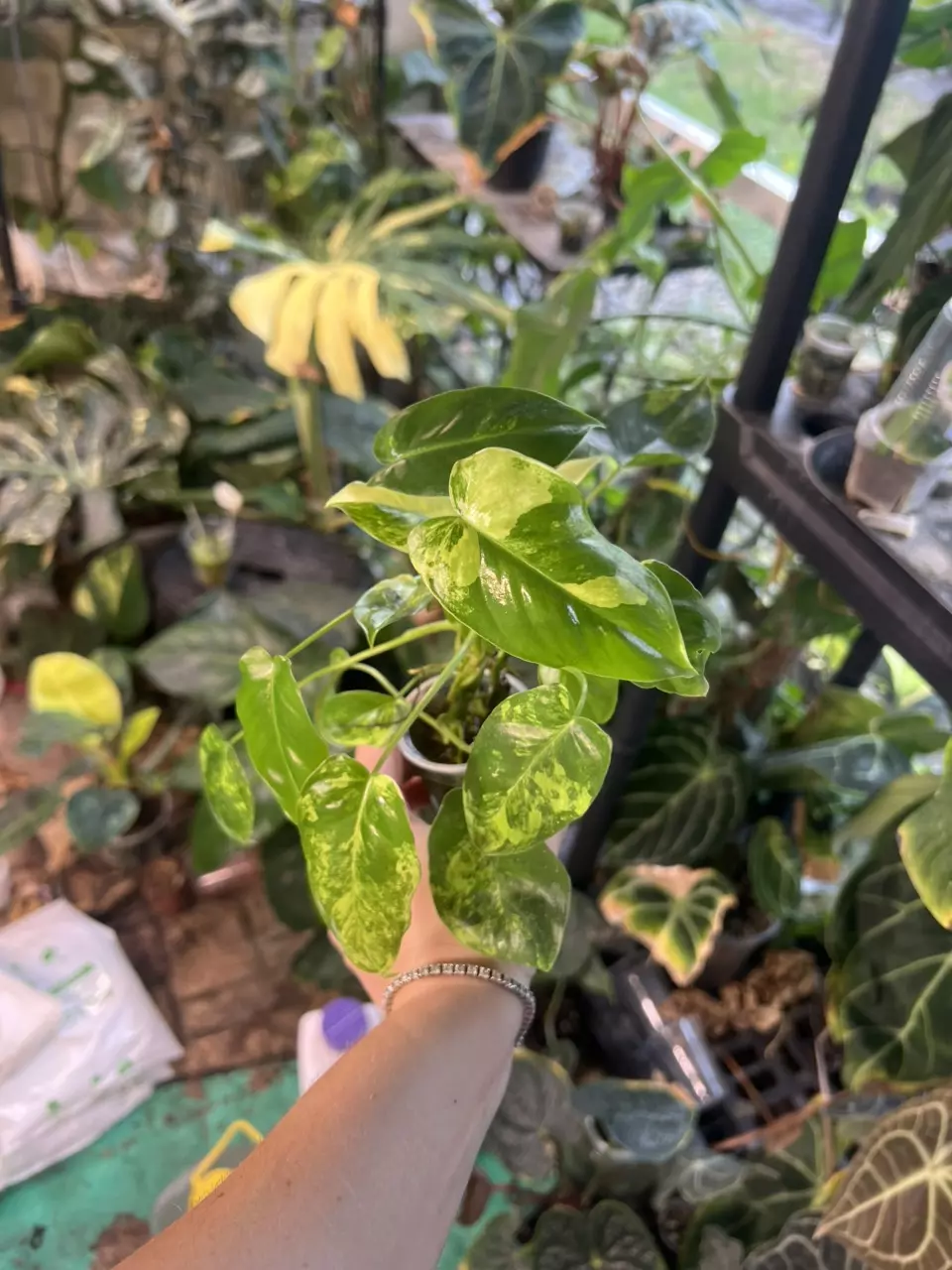 plant/Variegated Philodendron Burle Marx (2)-1