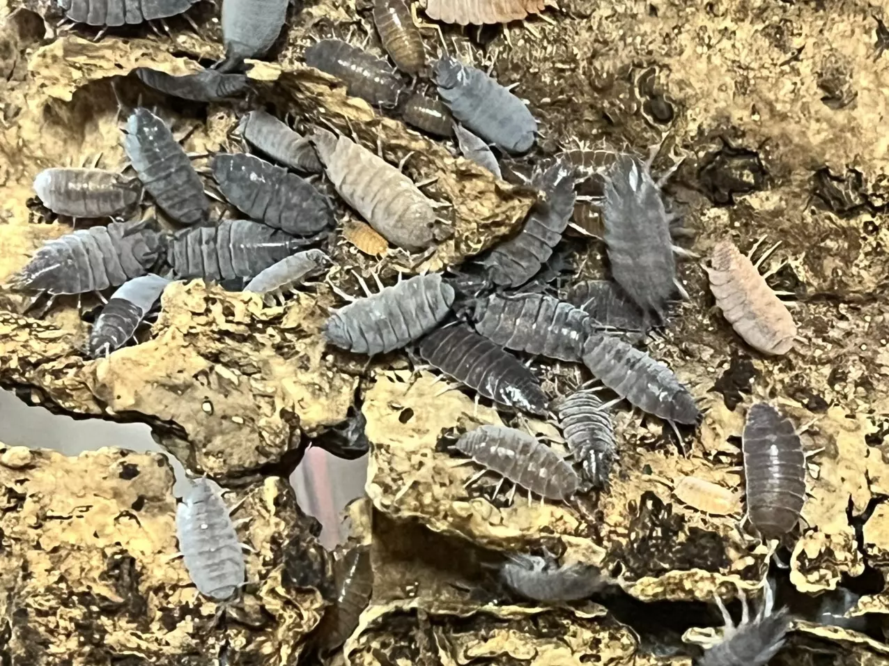 plant/Porcellionides pruinosus Powder Blue Isopod 15 Count-0