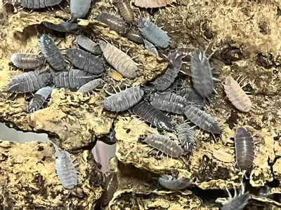 plant/Porcellionides pruinosus Powder Blue Isopod 15 Count-0-thumbnail