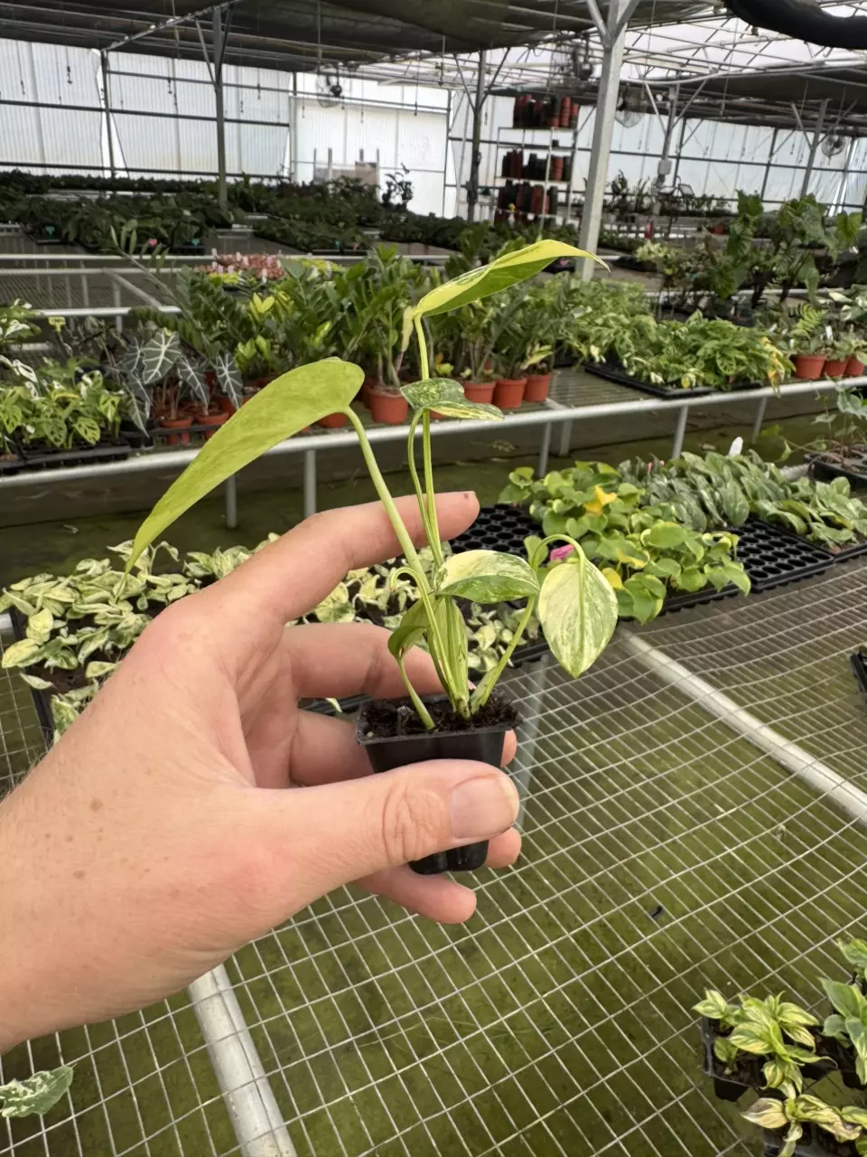 plant/Monstera yellow Marilyn starter plant growers choice-6