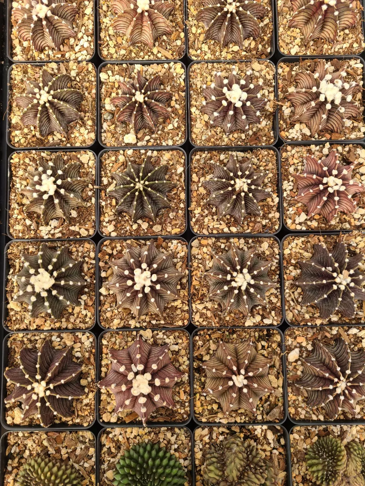 plant/Gymnocalycium friedrichii "Super Black" 2.5" pot-0