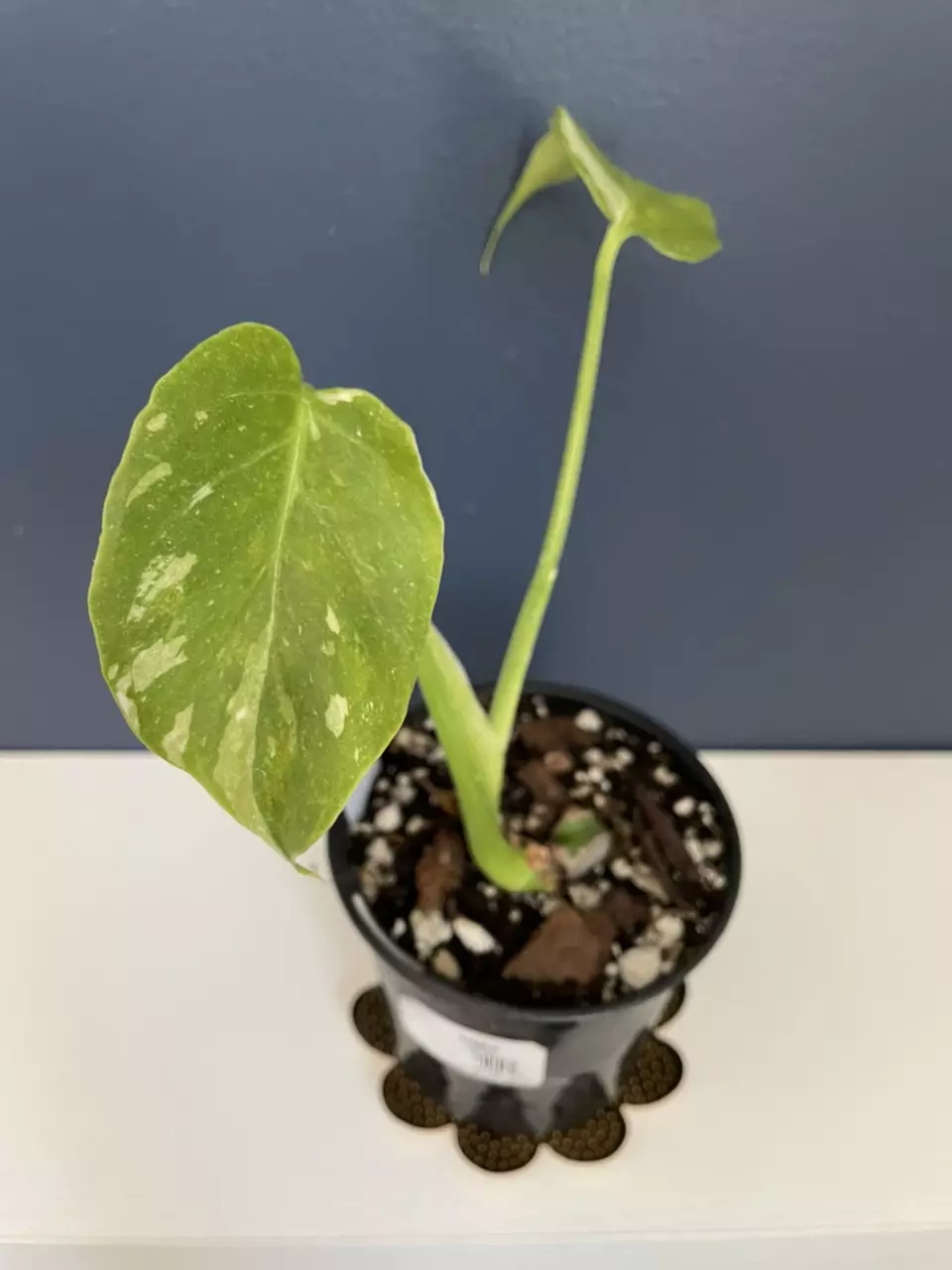 plant/Monstera Thai constellation tricolor-2