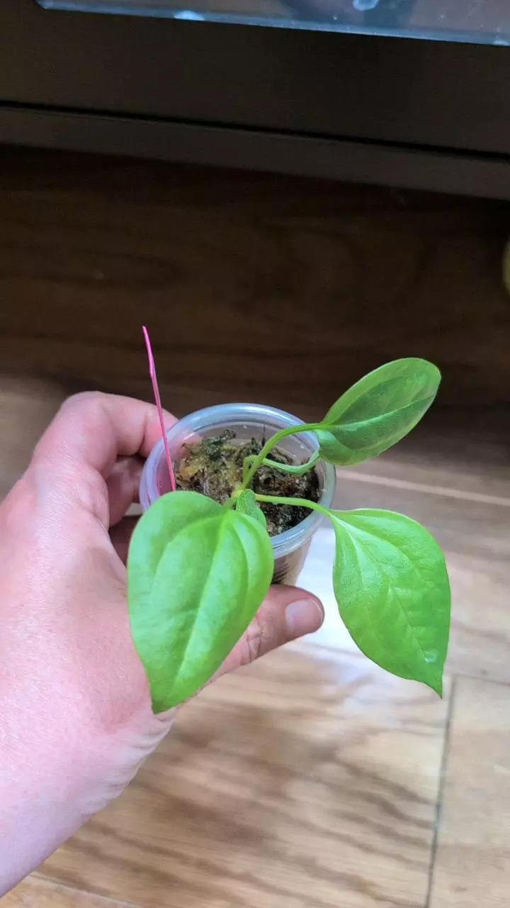 plant/Anthurium Acaule-2