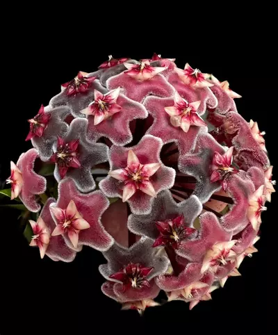 plant/Hoya Pubicalyx “Royal Hawaiian Purple” 0014-2-thumbnail