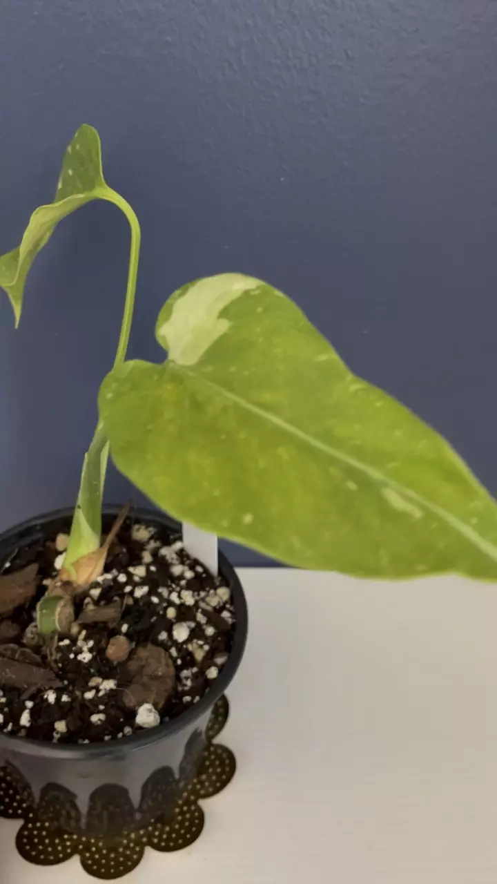 plant/Monstera Thai constellation tricolor-1