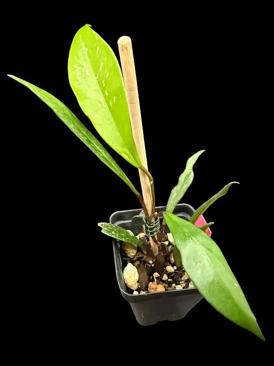 plant/Hoya Pubicalyx “Royal Hawaiian Purple” 0014-0