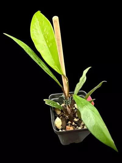 plant/Hoya Pubicalyx “Royal Hawaiian Purple” 0014-0-thumbnail