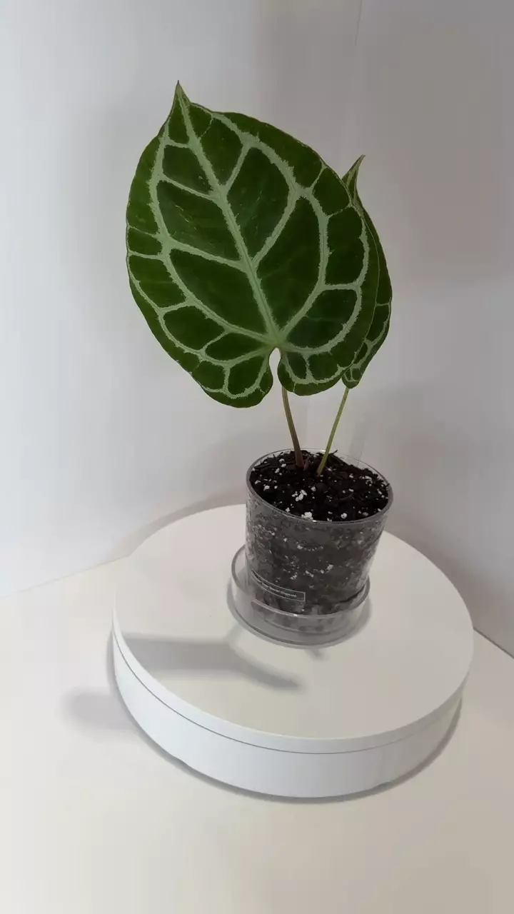plant/Anthurium Crystallinum “Super Special” 🤷‍♀️from Tropicals in 5” Acrylic Planter-0