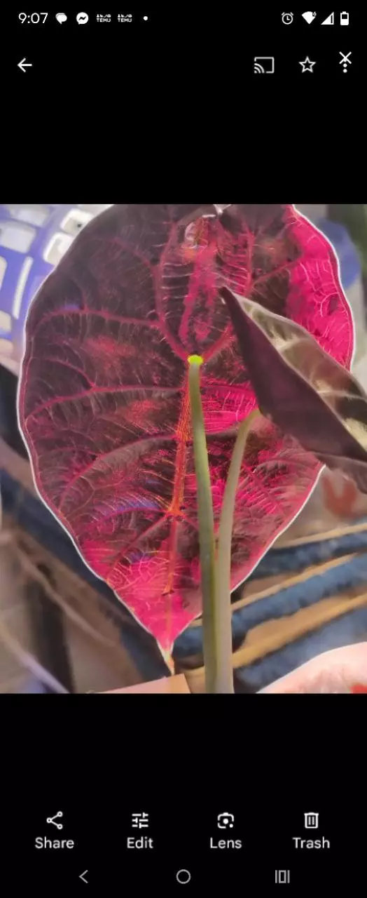 plant/Pink tri color Watts dolf alacasia corm grown-1