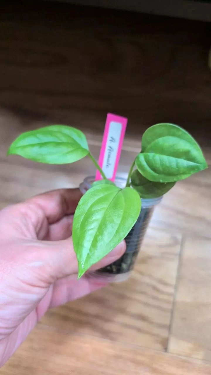 plant/Anthurium Acaule-1