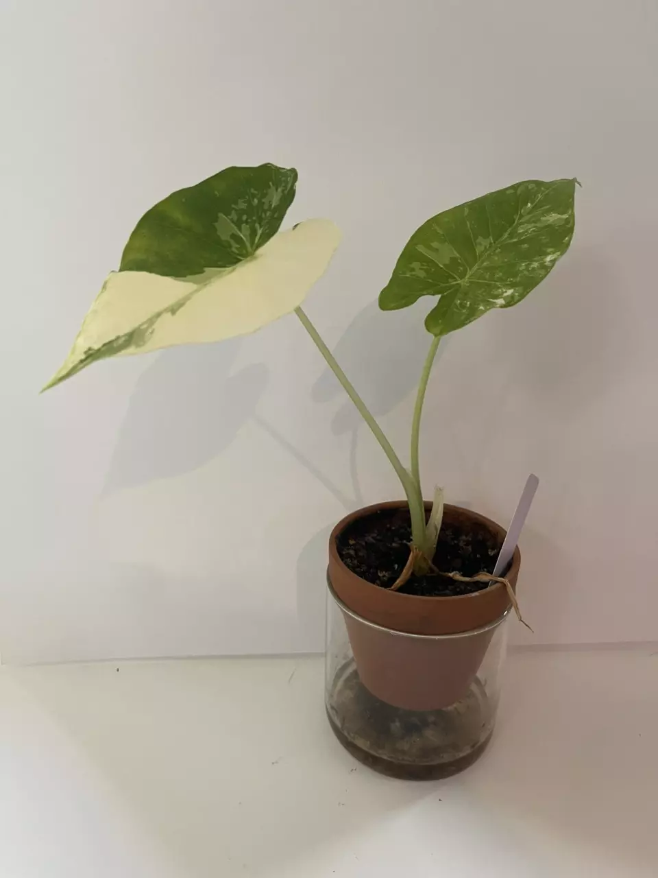 plant/Alocasia Dawn Variegated-1