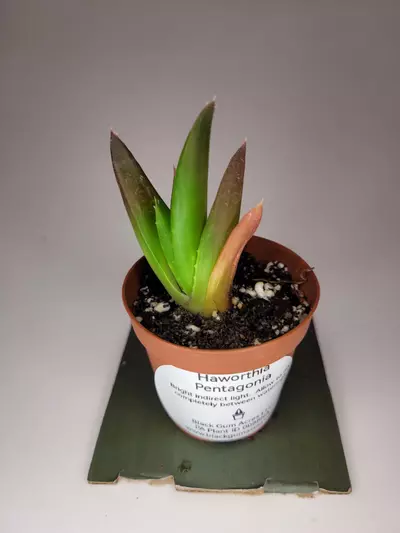 plant/Haworthia Pentagonia 2" (Grower's Choice)-2-thumbnail