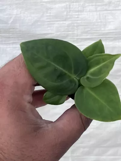 plant/Anthurium villenaorum | Rare Velvet Aroid Starter | Rooted Starter Plant-3-thumbnail