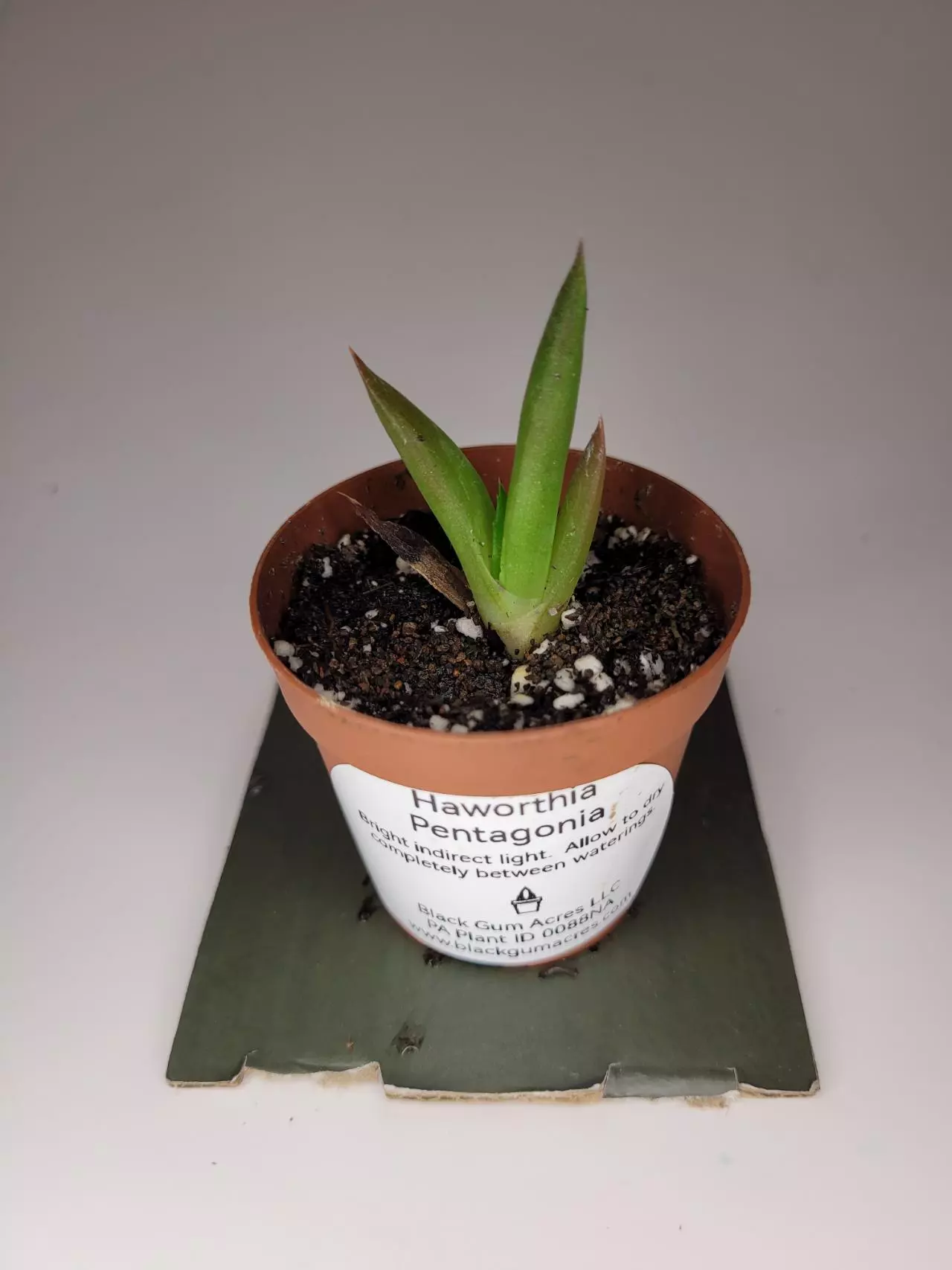plant/Haworthia Pentagonia 2" (Grower's Choice)-3