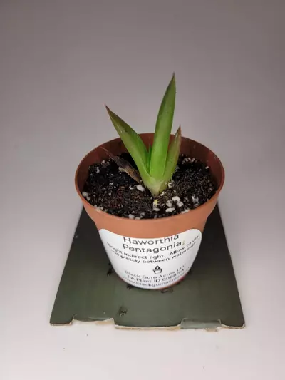 plant/Haworthia Pentagonia 2" (Grower's Choice)-3-thumbnail