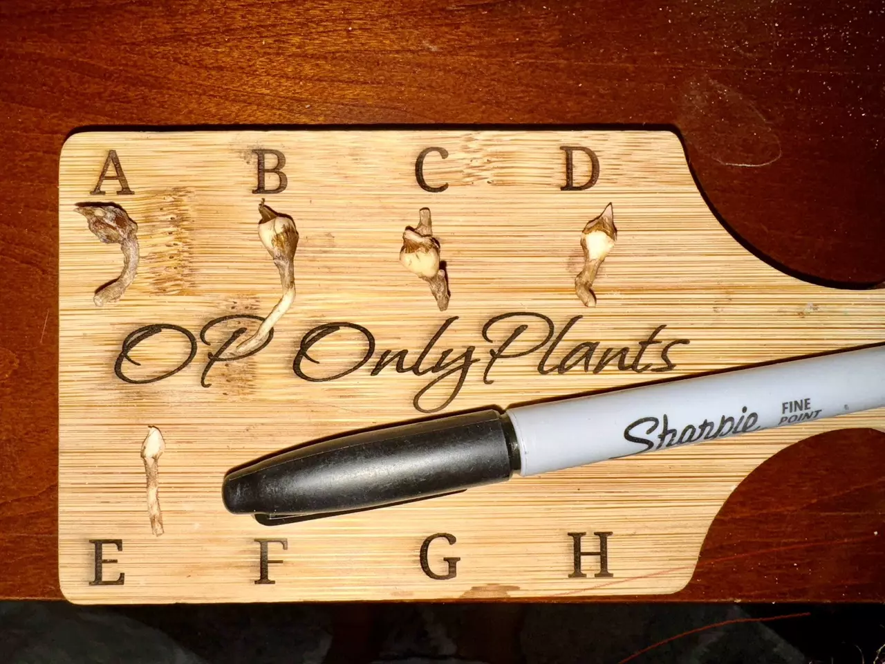 plant/Alocasia Sanderiana Pink Variegated *CORM*-3