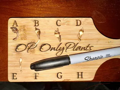 plant/Alocasia Sanderiana Pink Variegated *CORM*-3-thumbnail