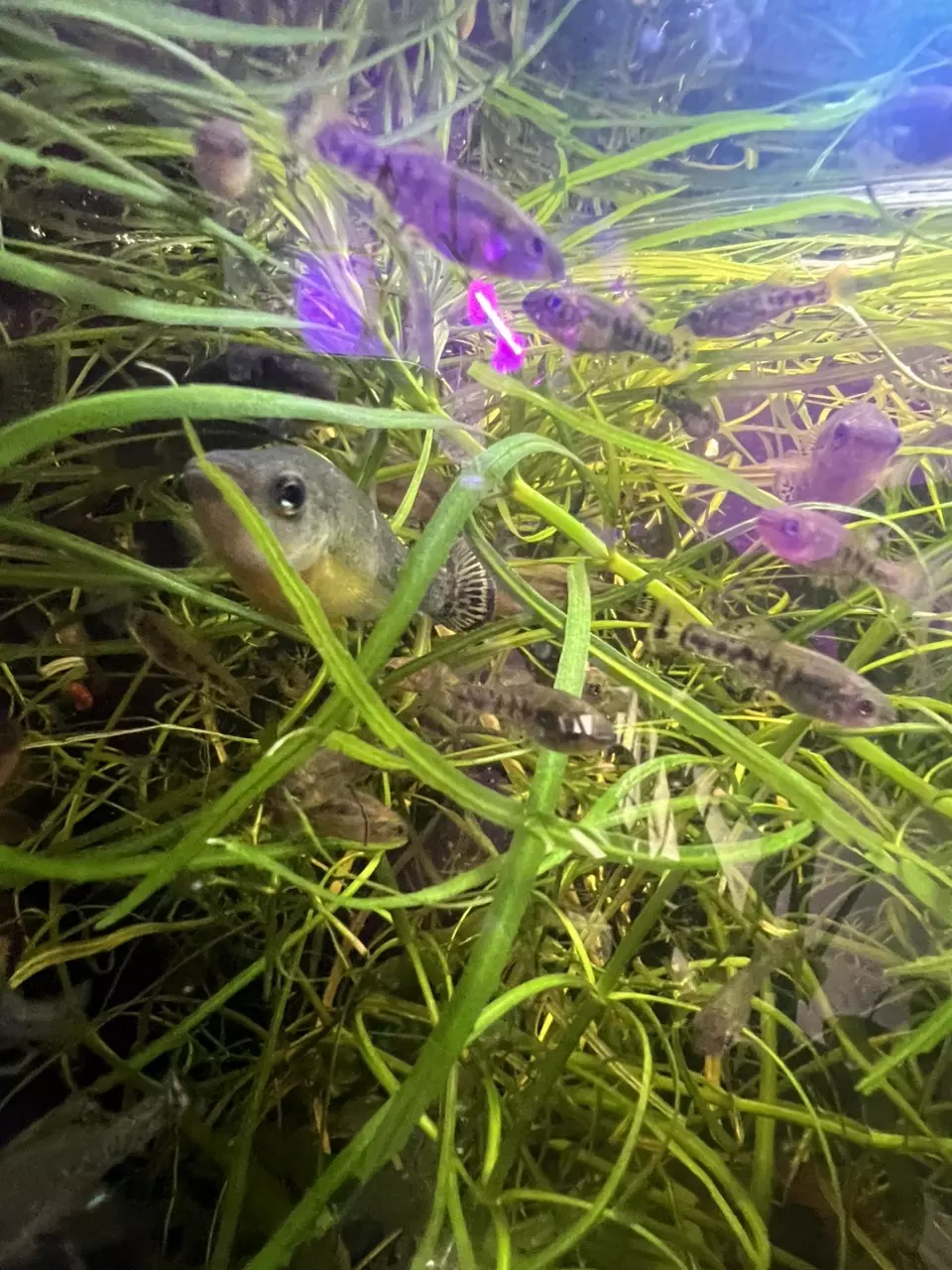 plant/Ilyodon Furcidens aka the Trout Goodeid group of 6 jeveniles-0