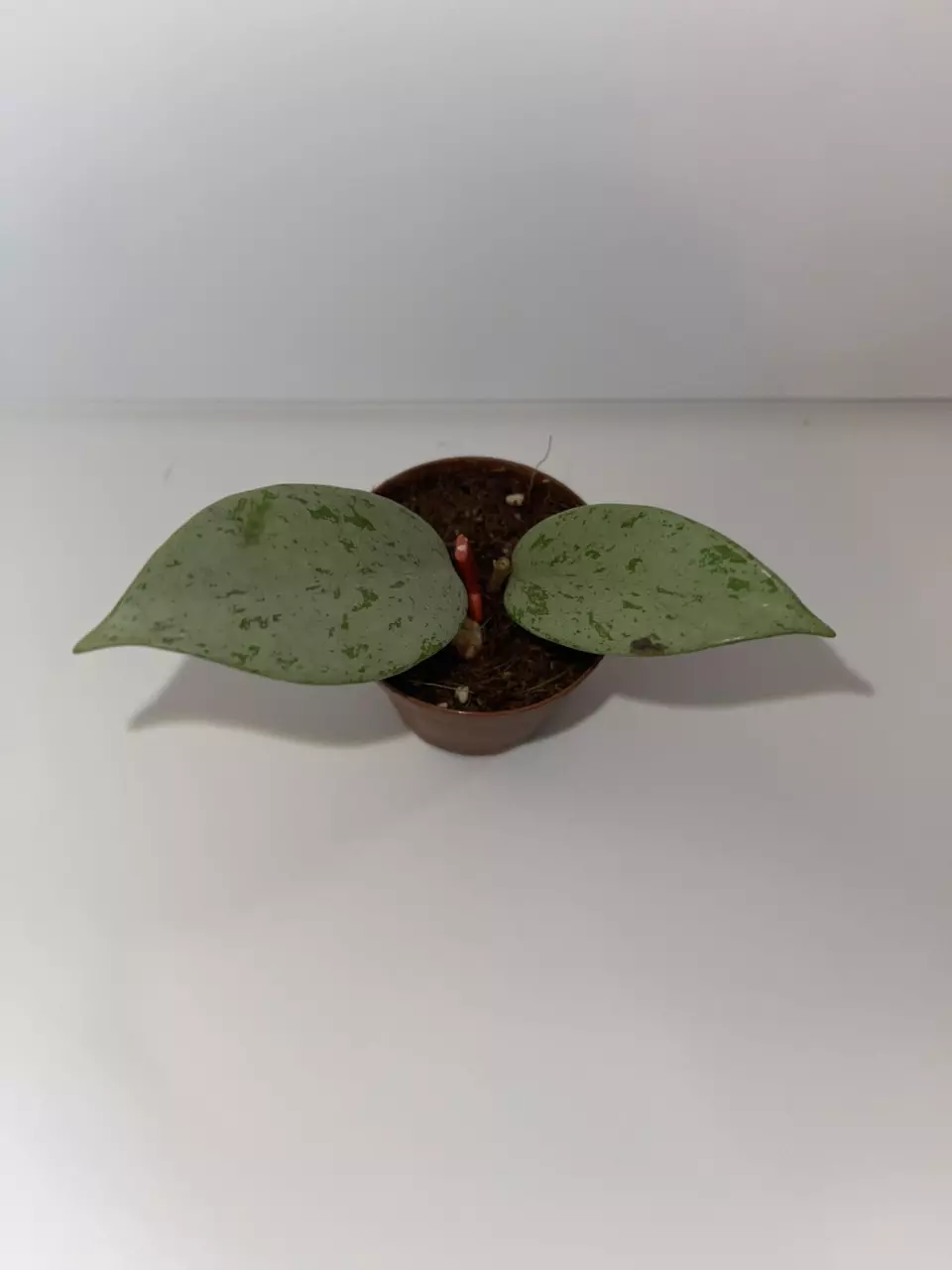 plant/Hoya Publicalyx Silver Splash 2”-0