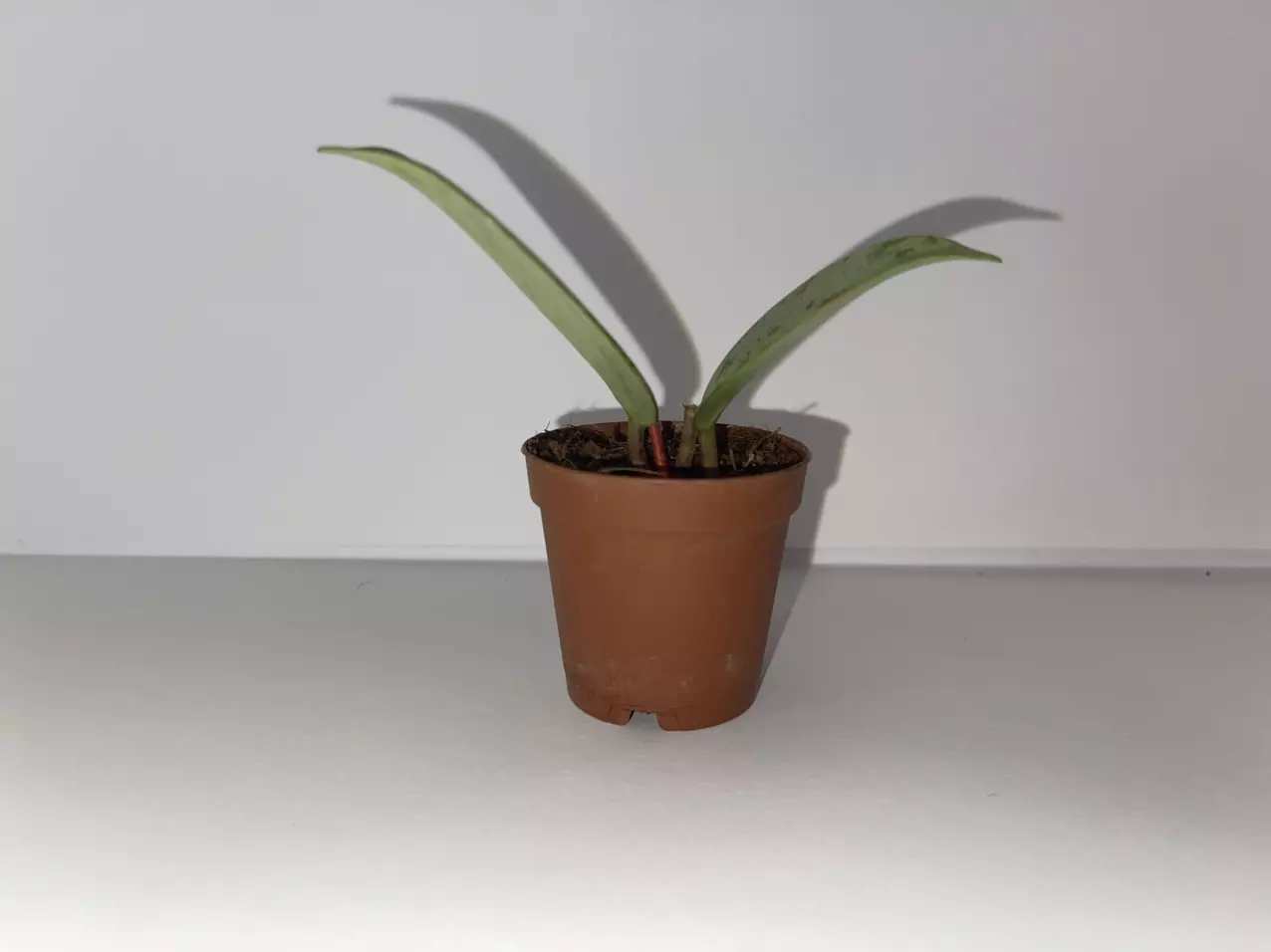 plant/Hoya Publicalyx Silver Splash 2”-1