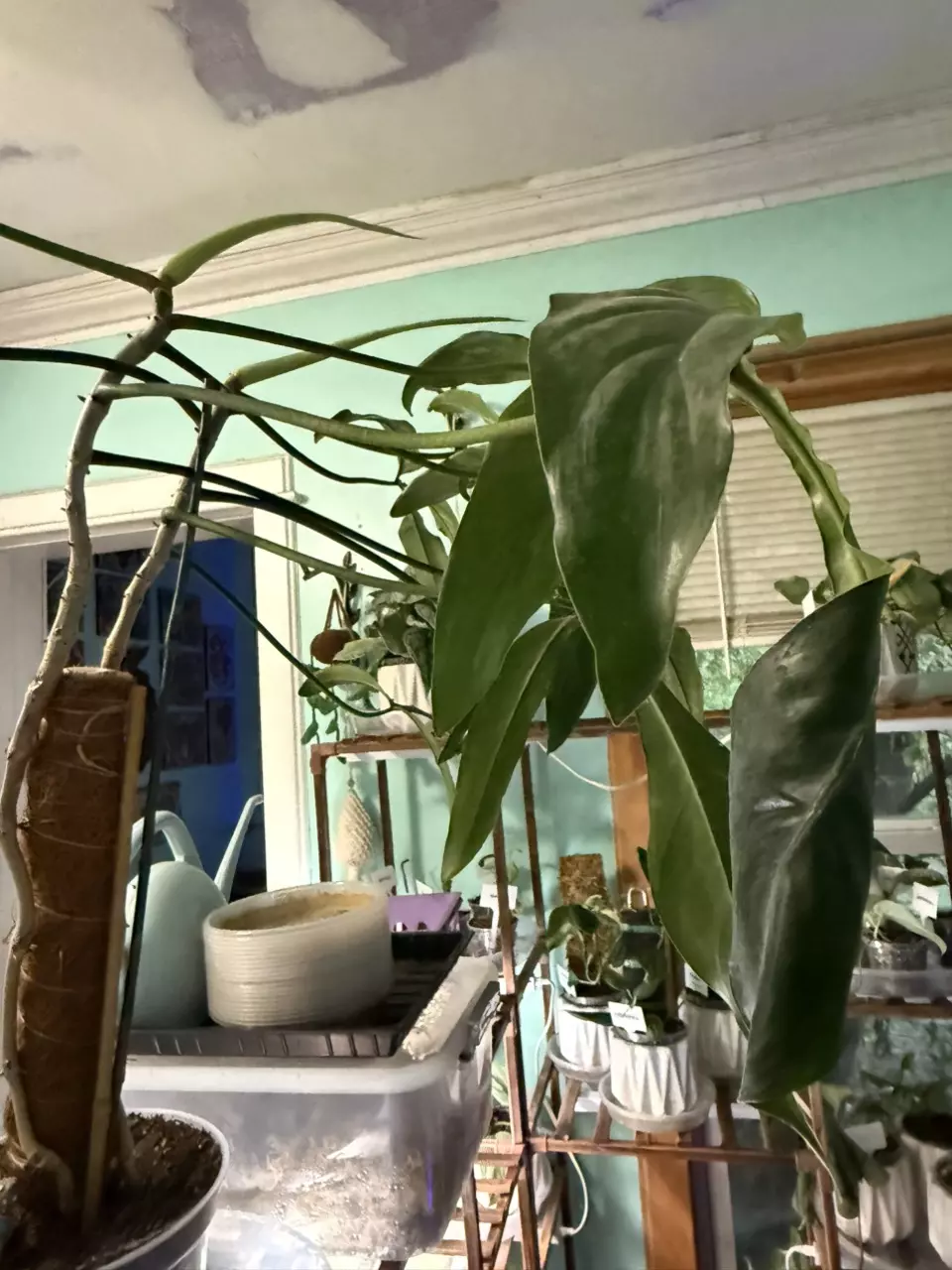 plant/Philodendron 69686-1