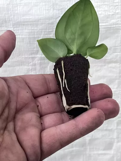 plant/Anthurium villenaorum | Rare Velvet Aroid Starter | Rooted Starter Plant-4-thumbnail