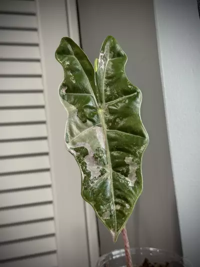 plant/Alocasia Sanderiana Pink Variegated *CORM*-0-thumbnail