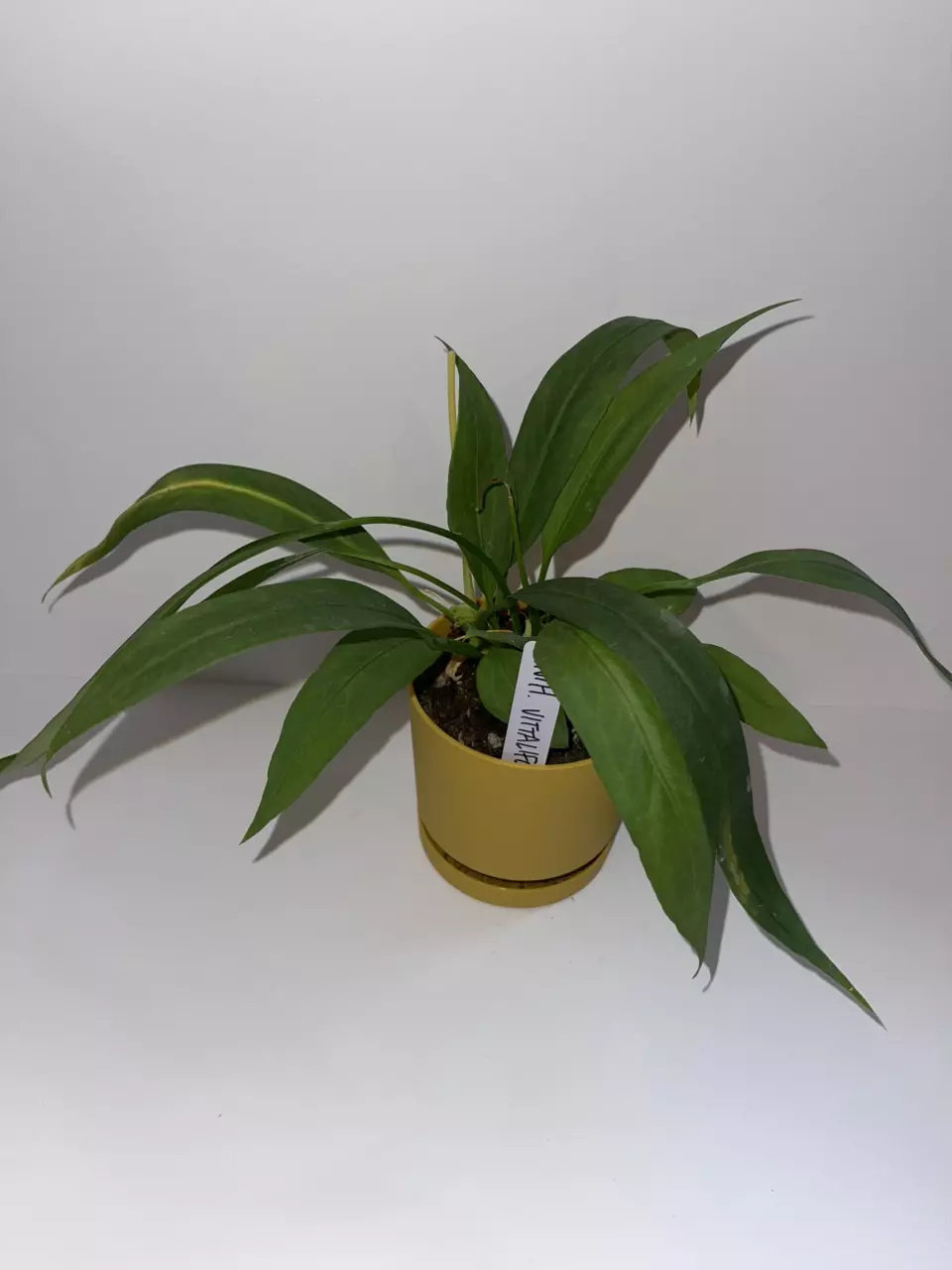 plant/Anthurium vittariifolium 4”-2
