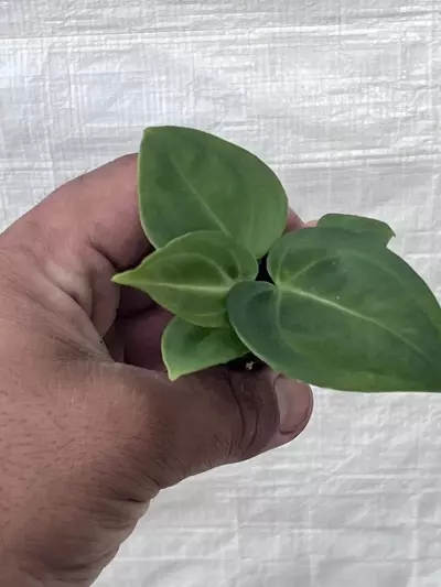 plant/Anthurium villenaorum | Rare Velvet Aroid Starter | Rooted Starter Plant-5-thumbnail