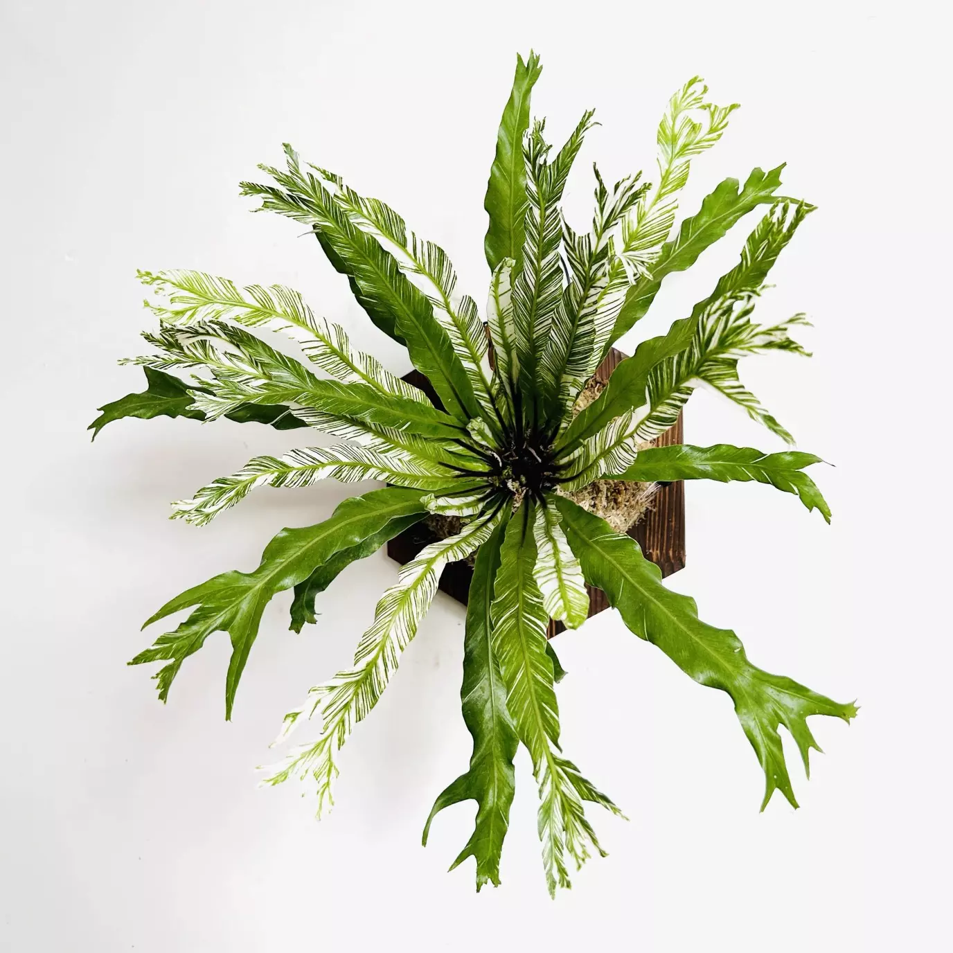 plant/nnnnnew testing-0