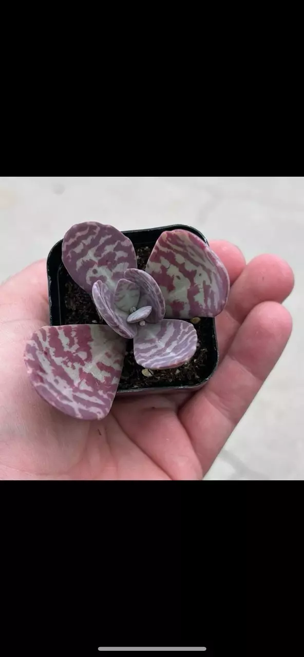 plant/Tiger Strip Kalanchoe 2”-0