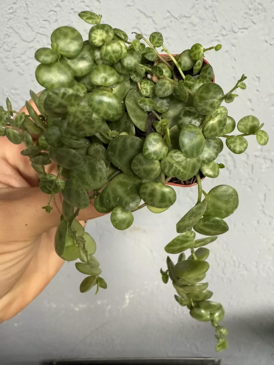 plant/2” Peperomia Prostata - String of Turtles-1
