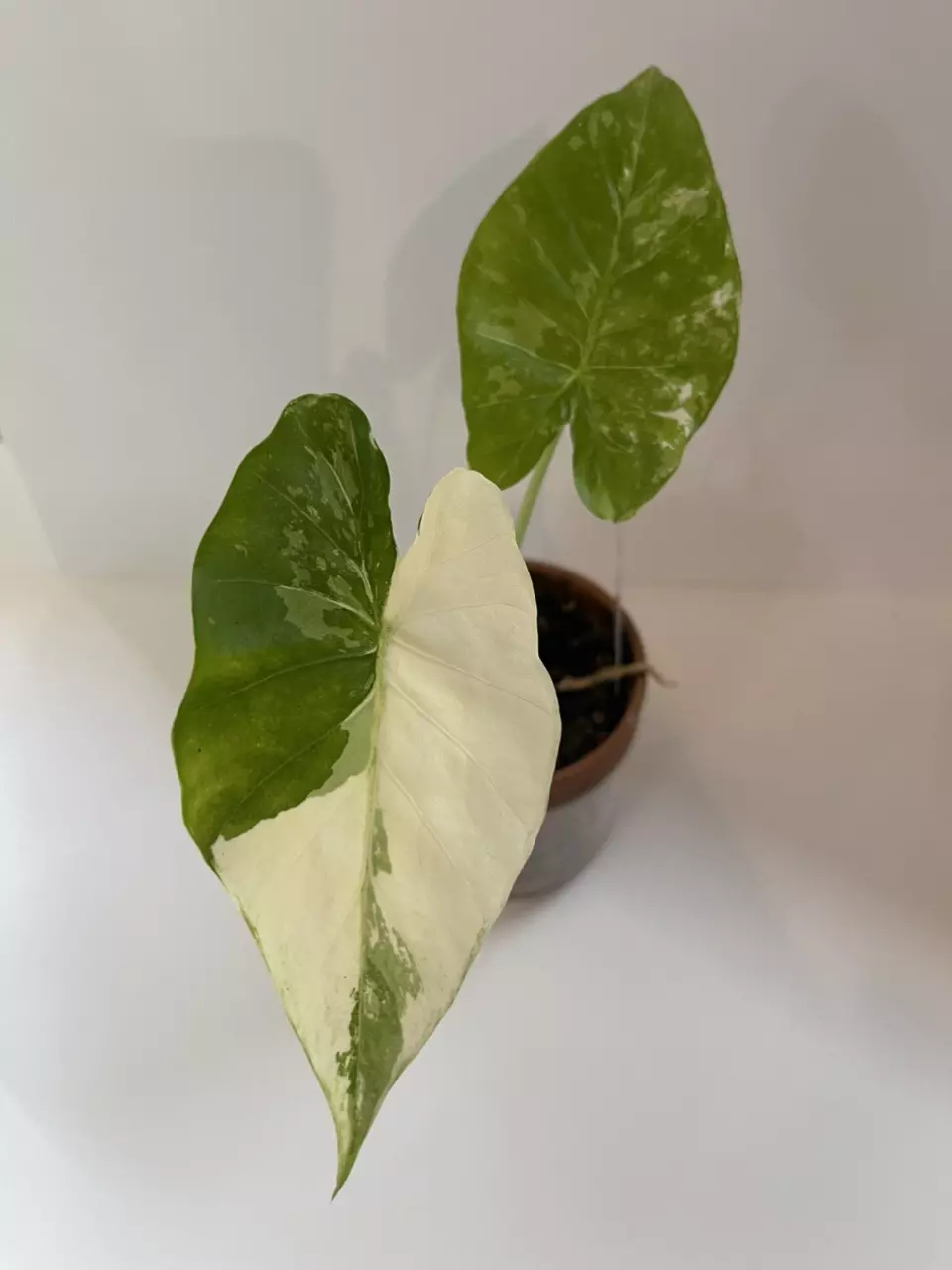 plant/Alocasia Dawn Variegated-0