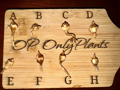 plant/Alocasia Sanderiana Pink Variegated *CORM*-2-thumbnail