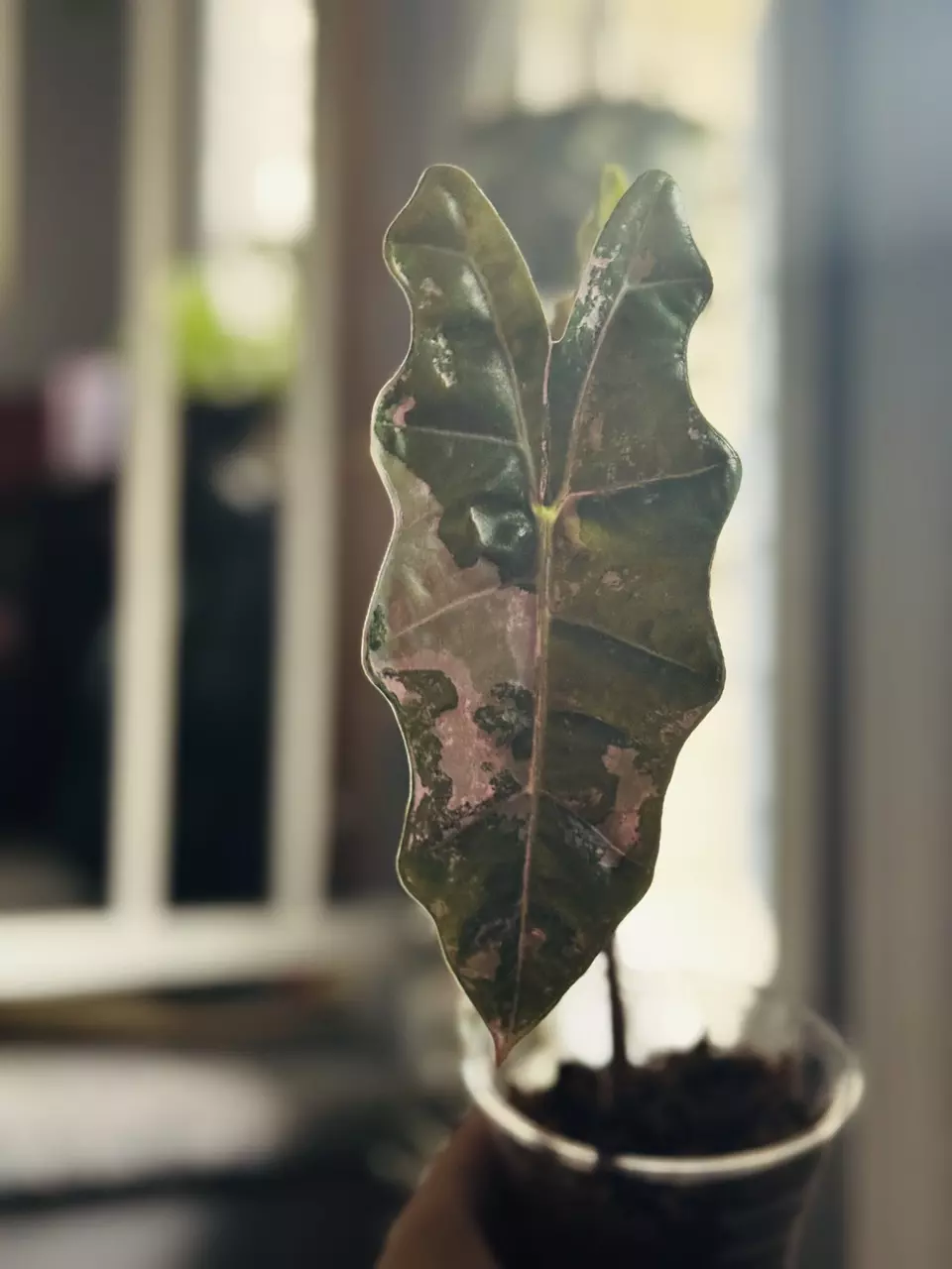 plant/Alocasia Sanderiana Pink Variegated *CORM*-1