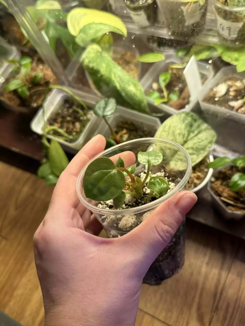 plant/Anthurium Luxurian plugs-0